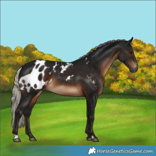 Horse Color:Gray Silver Brown Skewed LP Spotted 