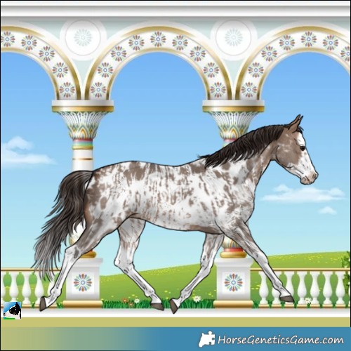 Horse Color:Brown Dun Sabino Splash Near Leopard  and Brown Dun Sabino Splash Frame Near Leopard 