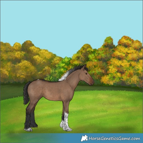 Horse Color:Liver Red Dun Tobiano
