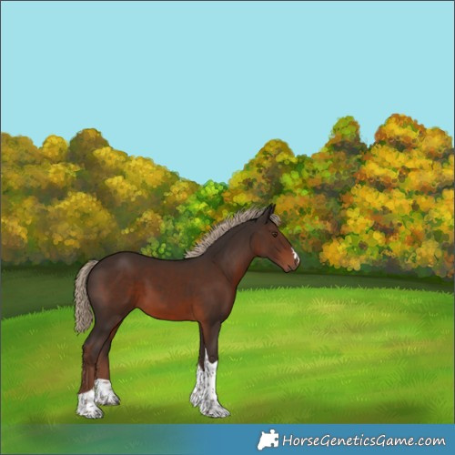 Horse Color:Liver Chestnut Tobiano
