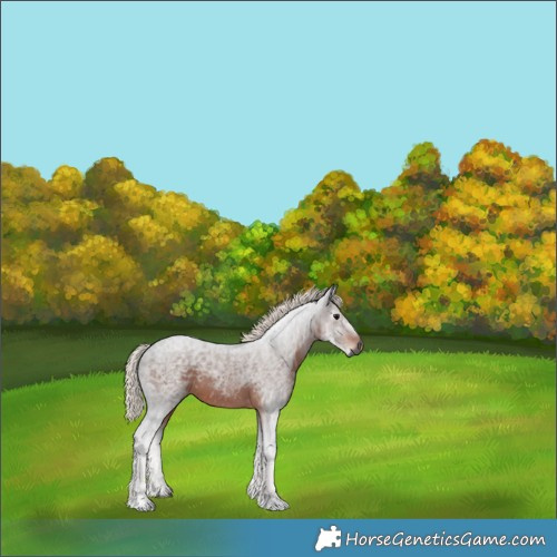 Horse Color:Gray Silver Brown
