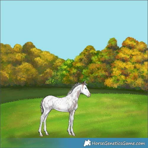 Horse Color:White Spotted Silver Brown Roan Splash Skewed LP Spotted Rabicano