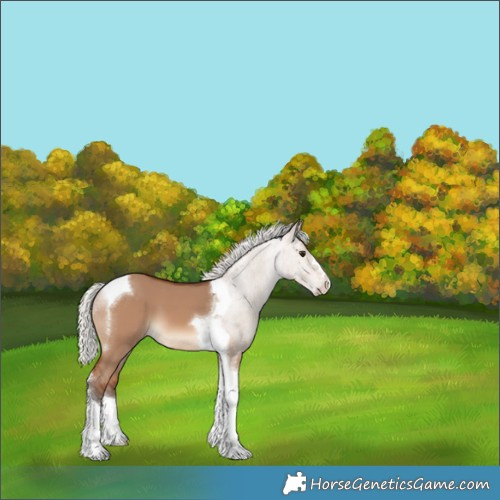 Horse Color:Silver Brown Dun Tobiano