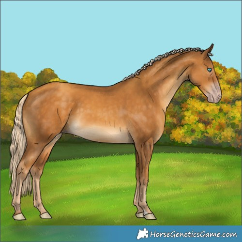 Horse Color:Gray Gold Cream Champagne