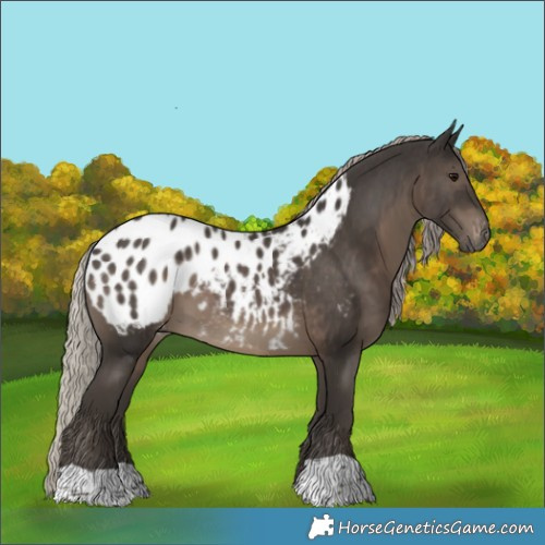Horse Color:Gray Silver Black Blanket 