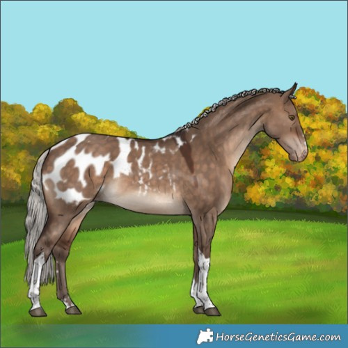 Horse Color:Silver Bay Dun Tobiano Blanket 