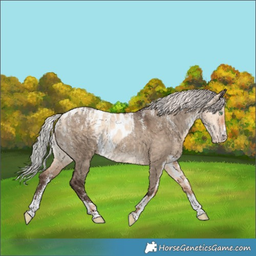 Horse Color:Powder White Silver Amber Champagne Dun Near Leopard  and Powder White Silver Bay Dun 