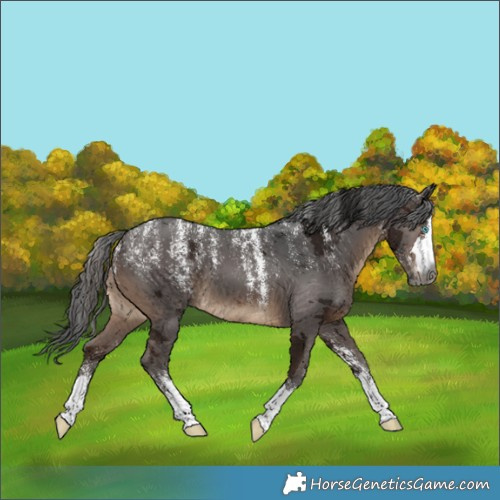 Horse Color:Powder White Gray Bay Merle 