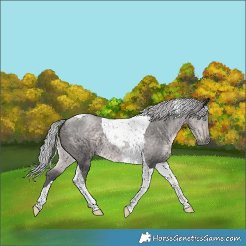 Horse Color:Gray Platinum Silver Bay Tobiano 