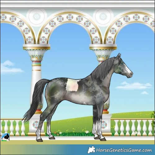 Horse Color:Black Merle