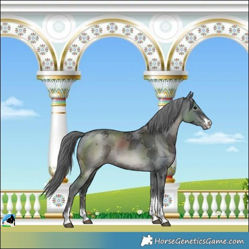 Horse Color:Black Merle Varnish
