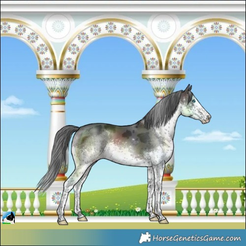 Horse Color:Brown Merle Sabino Splash