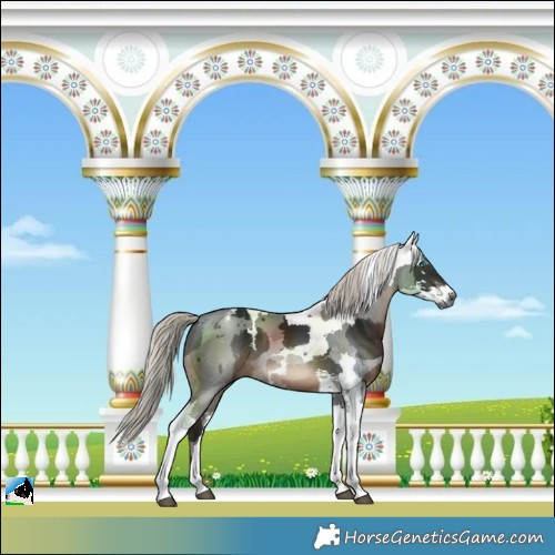 Horse Color:Gray Silver Brown Merle Tobiano