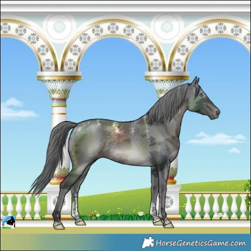 Horse Color:Powder White Black Merle