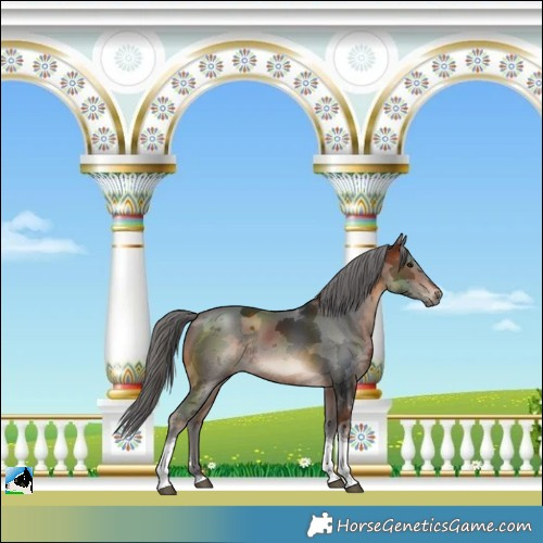 Horse Color:Brown Merle Tobiano Rabicano