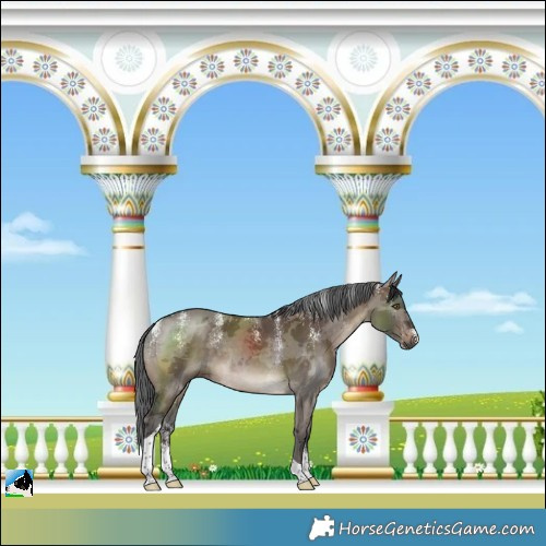 Horse Color:Powder White Brown Dun Merle Tobiano 