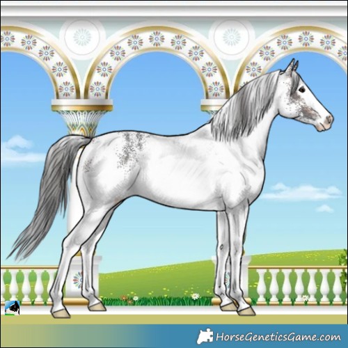 Horse Color:White Spotted Brown Merle Splash