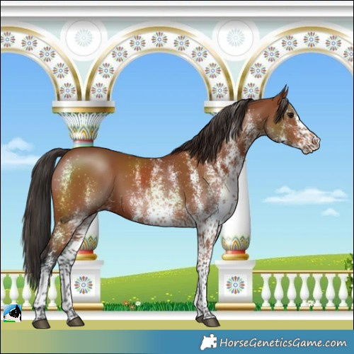Horse Color:White Spotted Bay 