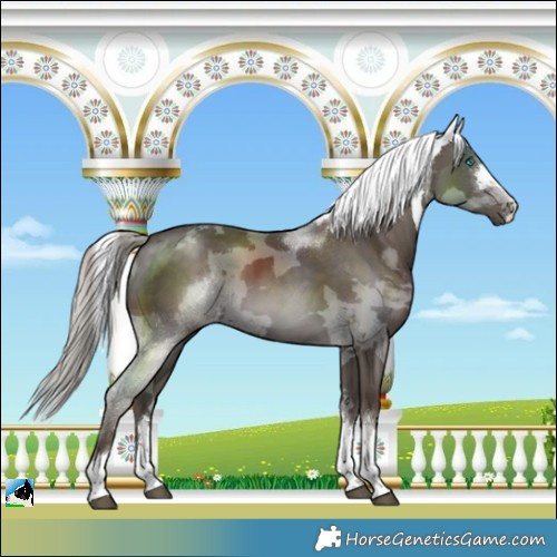 Horse Color:Silver Black Merle