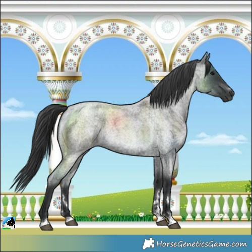 Horse Color:Blue Roan