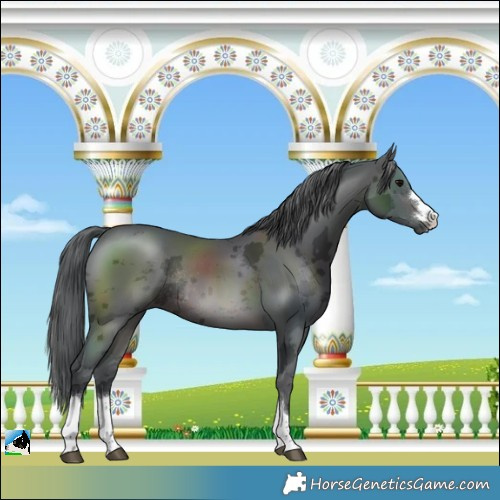 Horse Color:Brown Merle Rabicano