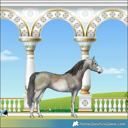 Horse Color:Smoky Grullo Merle 