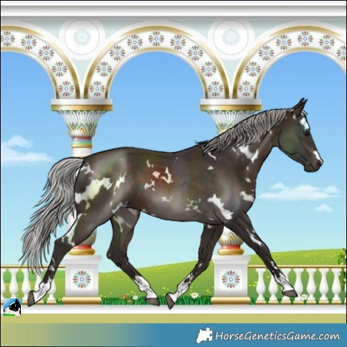 Horse Color:White Spotted Silver Brown 