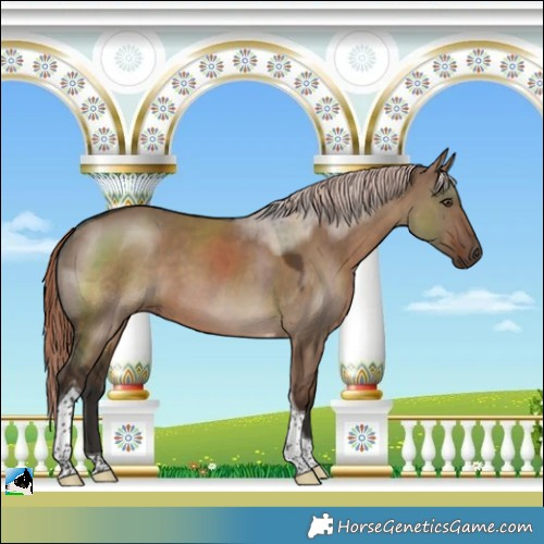 Horse Color:Liver Red Dun Tobiano 