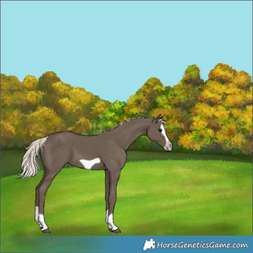 Horse Color:Silver Black Splash Frame 
