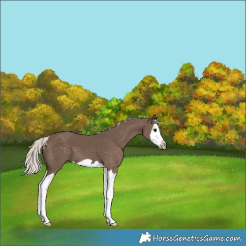 Horse Color:Silver Black Splash Frame