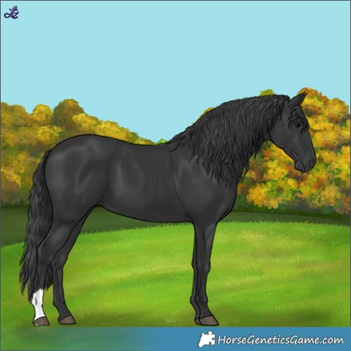 Horse Color:Black 