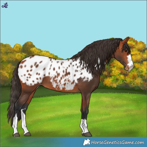Horse Color:Bay Blanket 