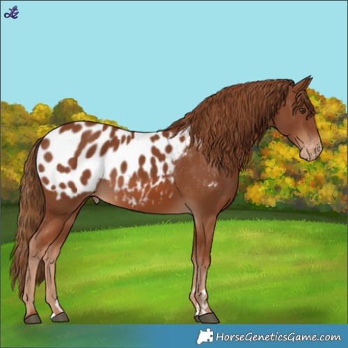 Horse Color:Chestnut Blanket
