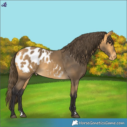 Horse Color:Buckskin Blanket