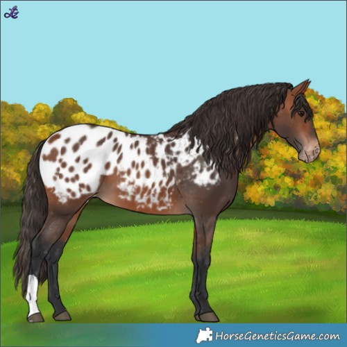 Horse Color:Bay Blanket 