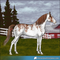 Horse Color:White Spotted Chestnut 