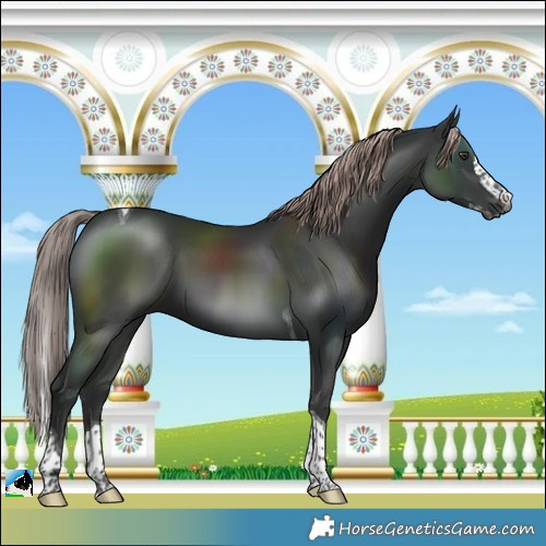 Horse Color:Gray Platinum Liver Chestnut Splash Tobiano 