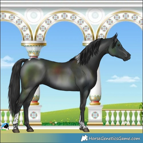 Horse Color:Liver Chestnut Tobiano Rabicano