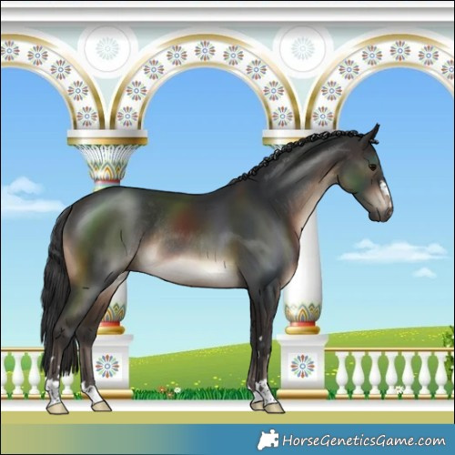 Horse Color:Brown Rabicano