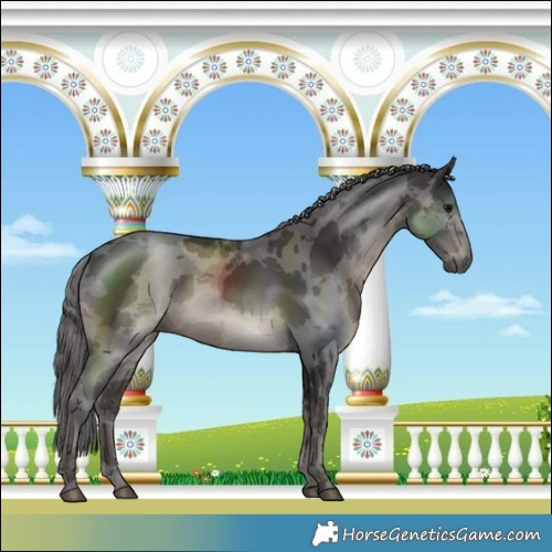 Horse Color:Smoky Black Merle