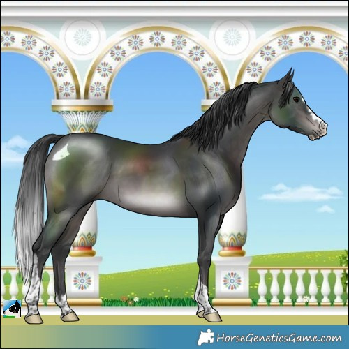 Horse Color:Platinum Brown Splash Tobiano