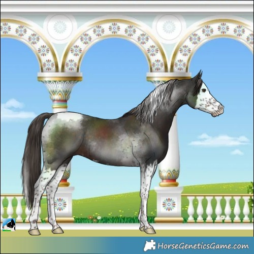 Horse Color:Liver Chestnut Splash Tobiano Rabicano