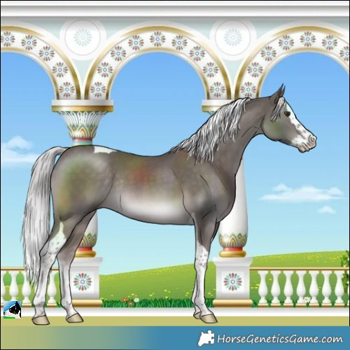 Horse Color:Platinum Chocolate Palomino Splash Tobiano Rabicano 