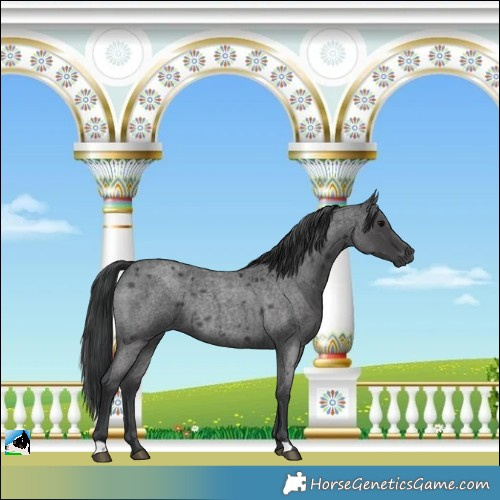 Horse Color:Blue Roan Rabicano 
