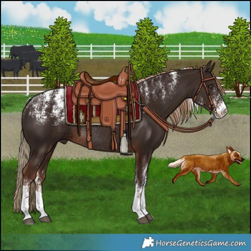 Horse Color:Powder White Liver Chestnut Rabicano 