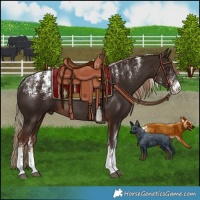 Horse Color:Powder White Liver Chestnut Rabicano
