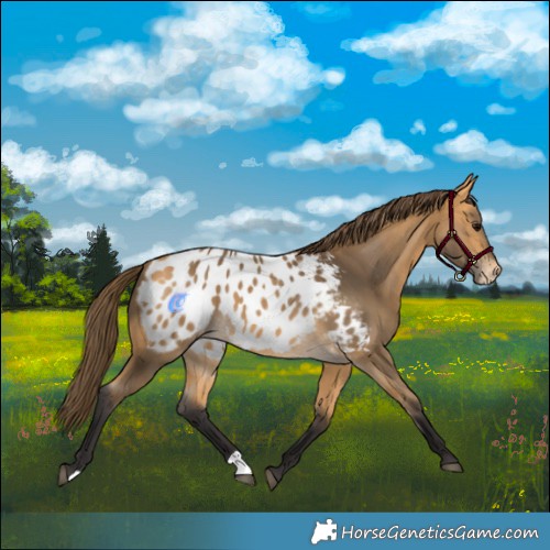 Horse Color:Buckskin Blanket