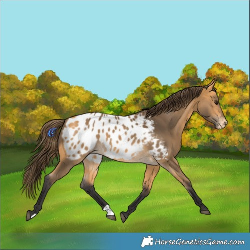 Horse Color:Buckskin Blanket