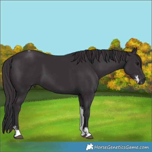 Horse Color:Smoky Black Sabino Tobiano 