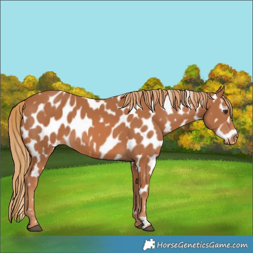 Horse Color:Chestnut Near Leopard 